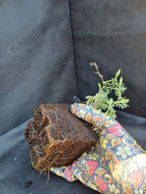 Лаванда узколистная Эрли Вайт Сцент компакт 1 шт Р9